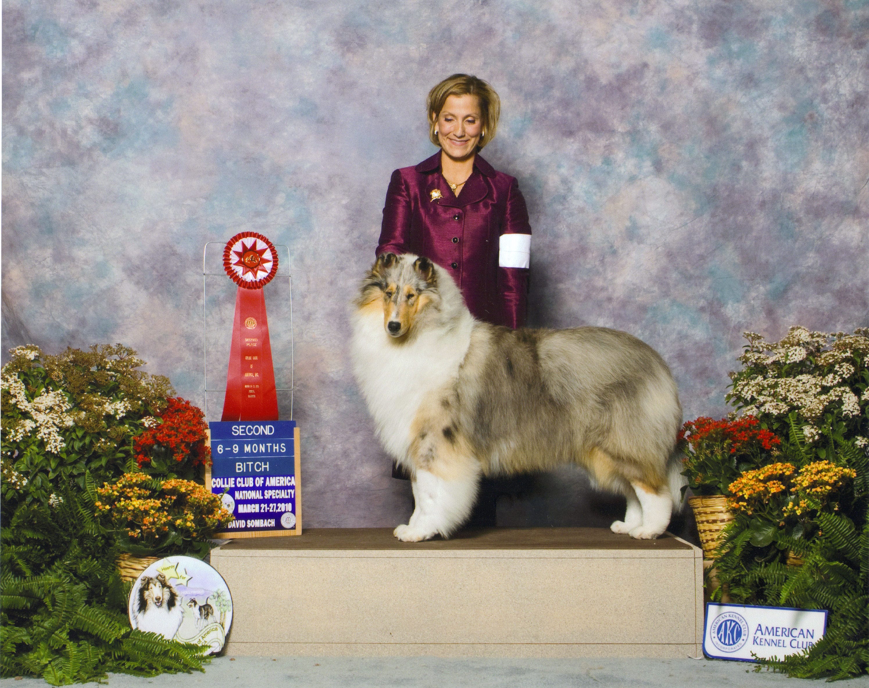 Blue Merle Collie - Wyndlair Rachel Alexandra